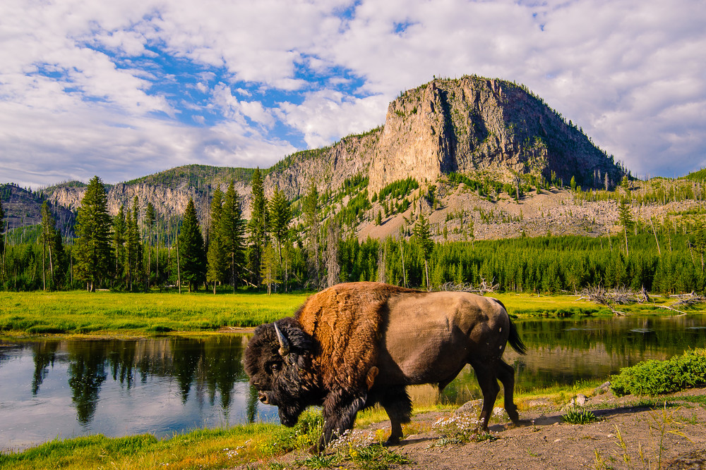 Bison Along the Madison River, Yellowstone Park, Wyoming, 2013