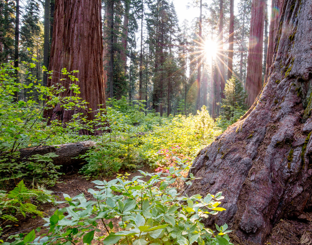 Sequoia Sunburst Photography Art | Brokk Mowrey Photography