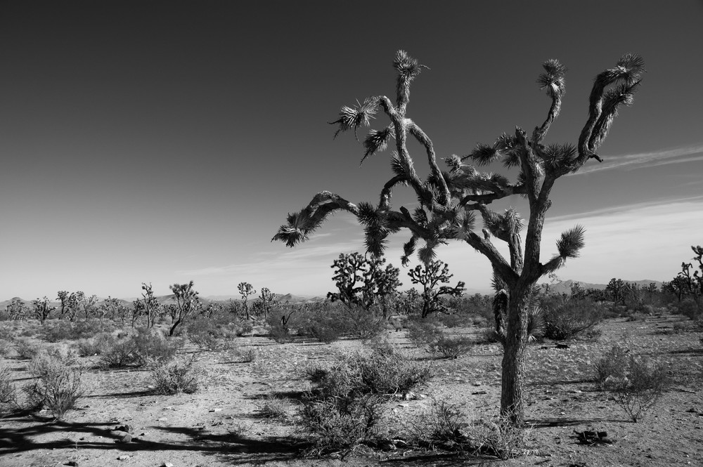 Joshua Tree In Black And White #2 Photography Art | Linda Roberts Photography
