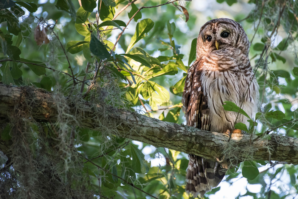 Barred Owl at Twilight, Damon, Texas