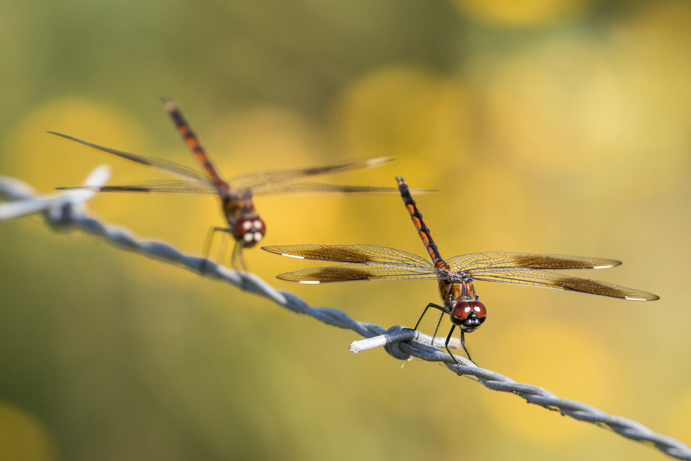 Dragon Flies on Barbed Wire, Damon, Texas