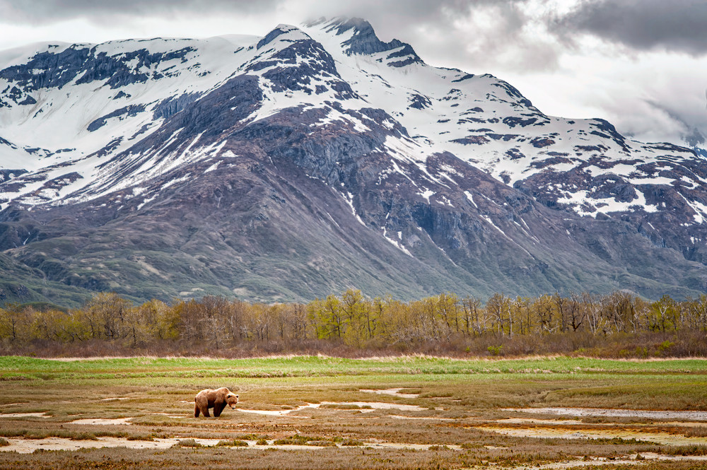 Wild Alaska Photography Art | Carol Brooks Parker Fine Art Photography