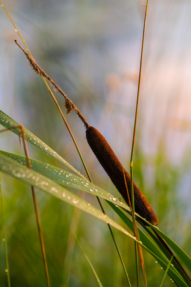 Cattail #1 Art | One Vision Fine Art Photography
