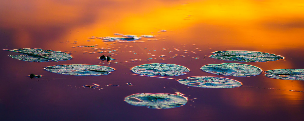 Lilly Pads At Sunset Art | One Vision Fine Art Photography