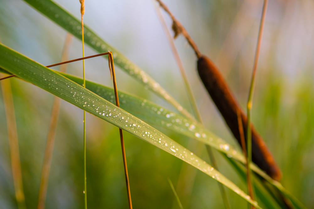 Morning Dew Art | One Vision Fine Art Photography