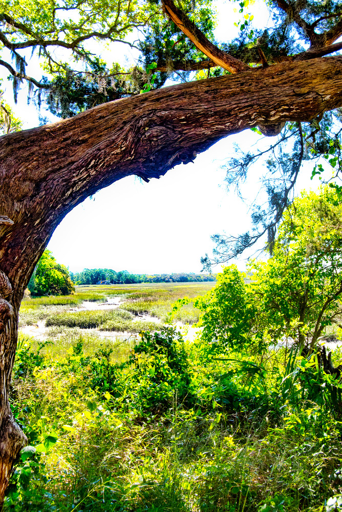 Live Oak  & Spanish Moss Frame the View