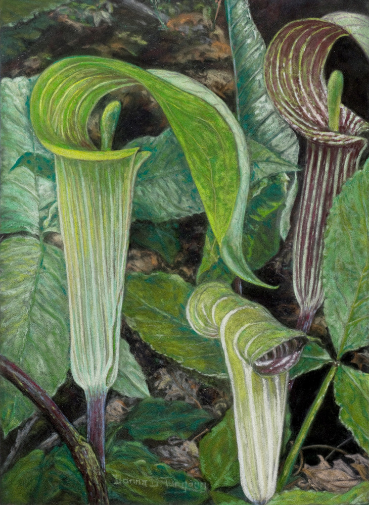 Jack-in-the-Pulpit (Arisema triphyllum), painting and prints by Donna Turgeon