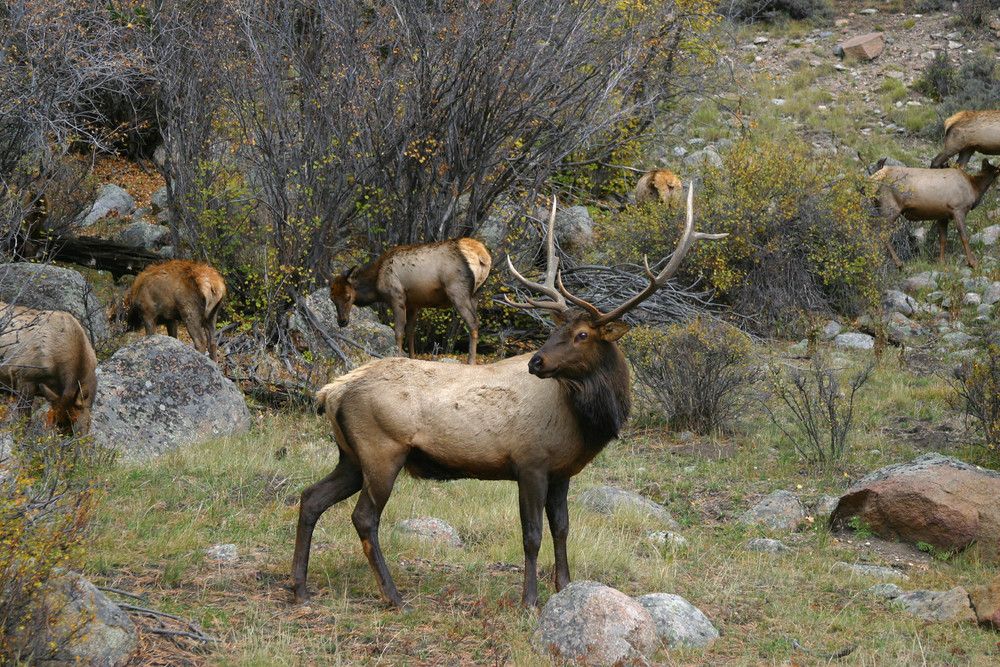 Elk Herd Photography Art | Nature's Art Productions 