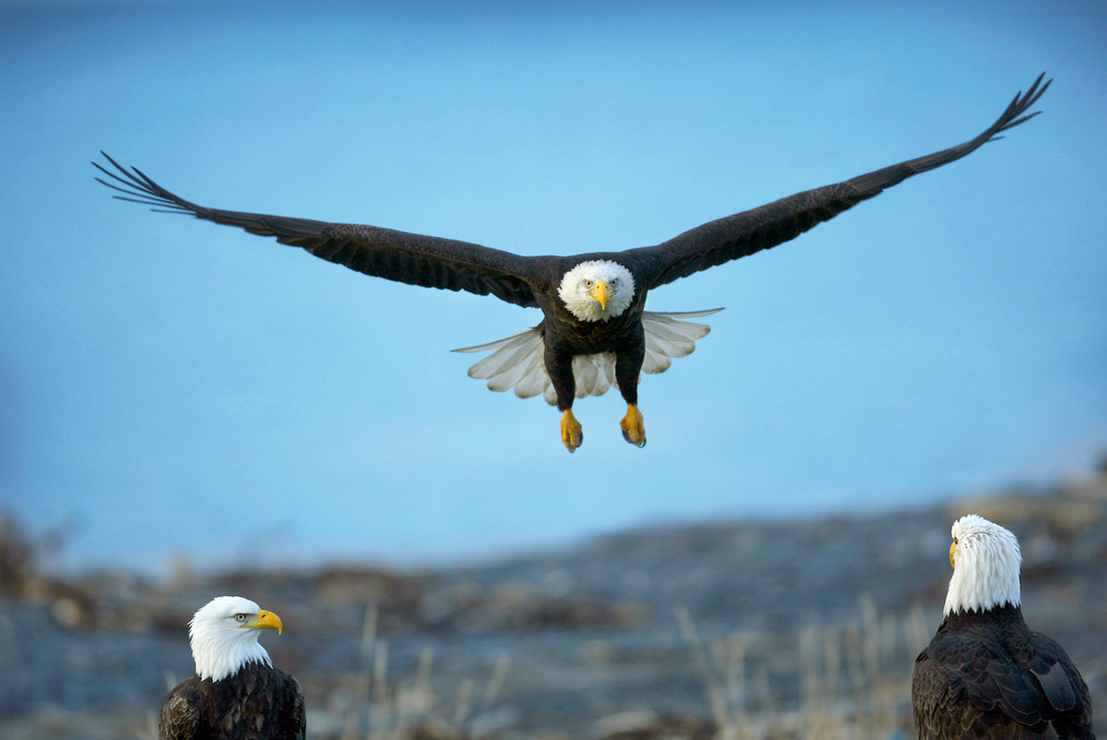 Eagle Flight School Photography Art | Nature's Art Productions 