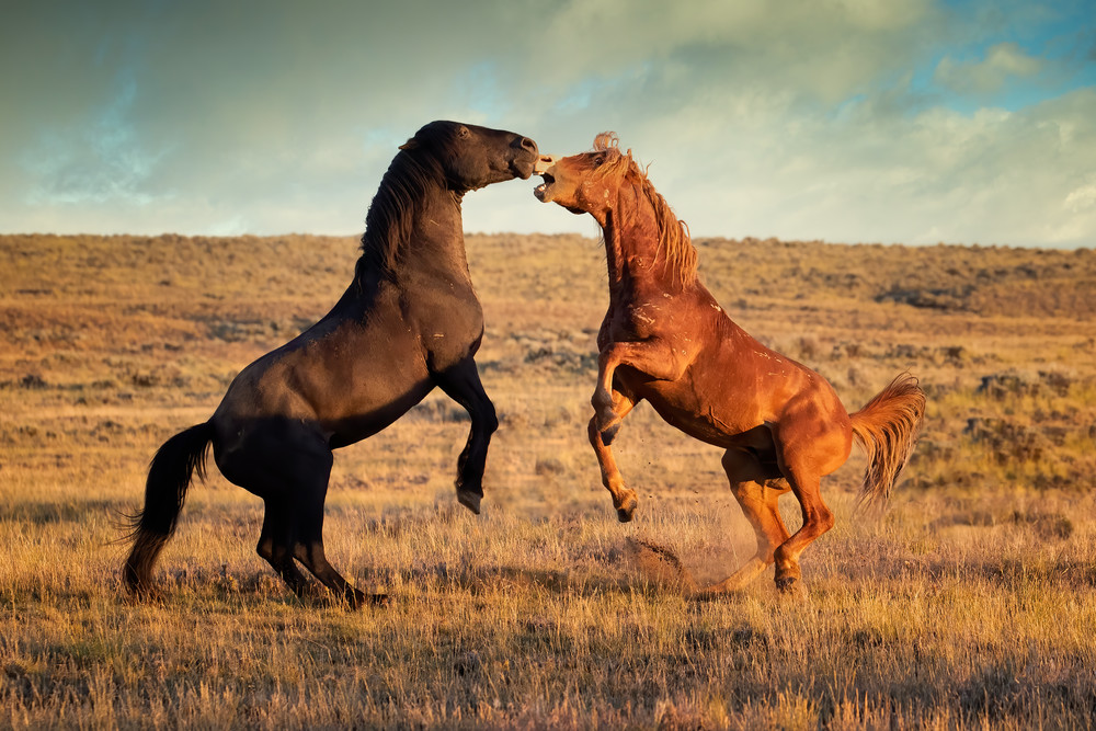 Chestnut and Black Stallion Spar just after sunrise on a Wyoming morning