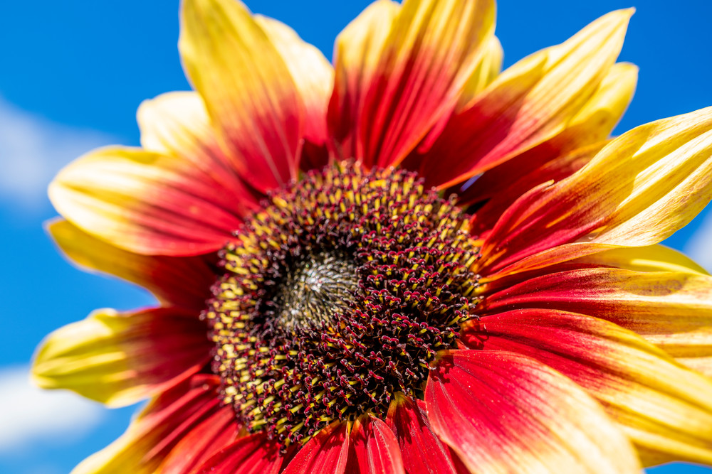 Helios Flame Sunflower