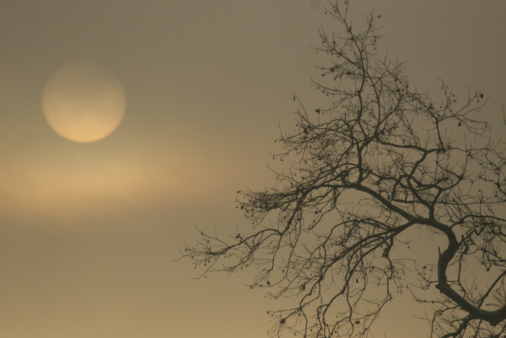sun, tree, fog