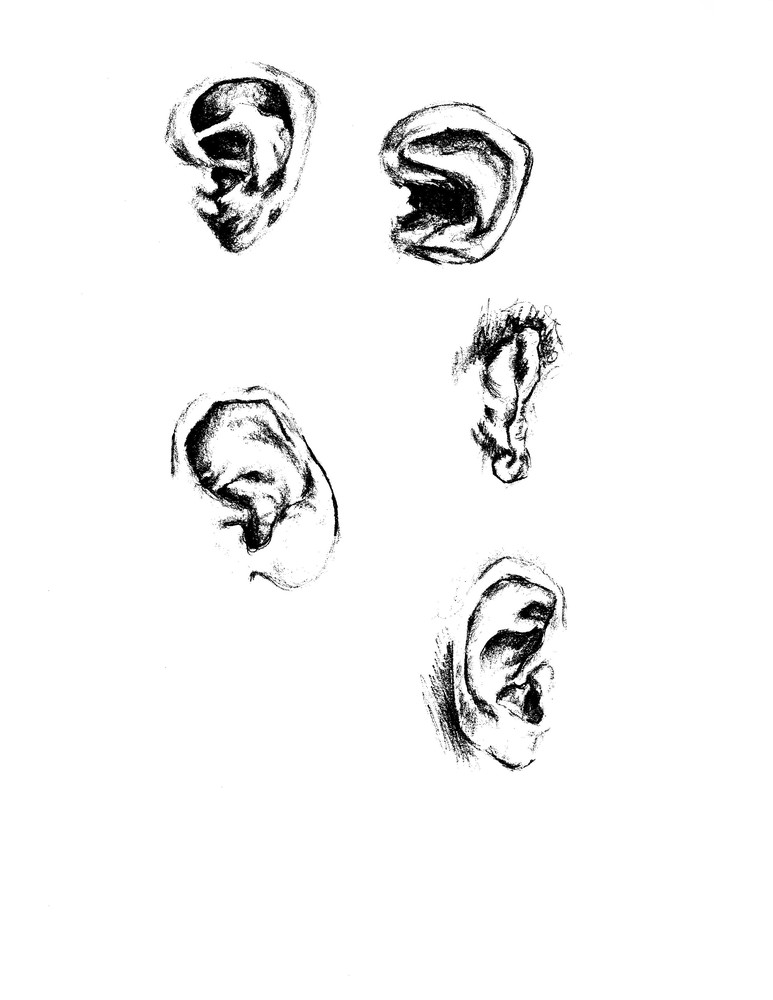 ears drawing