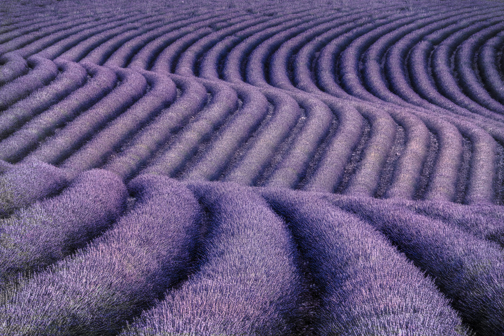 Purple Patterns in Lavender Field