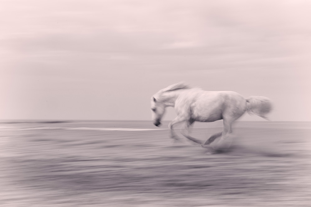 Beach Gallop Beach Gallop