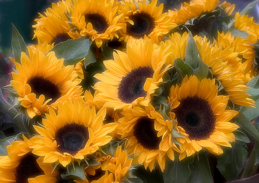 Sunflowers- Bright gold sunflowers at market