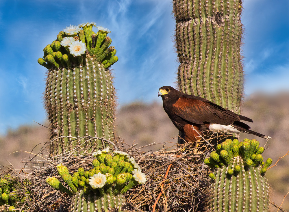 Harris Hawk Nest In A Flowering Saguaro Art | URSUS NATURE PHOTOGRAPHY