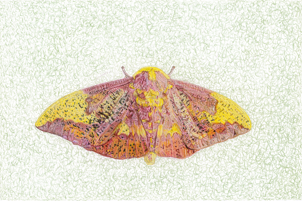 Imperial Moth Art | Digital Arts Studio / Fine Art Marketplace