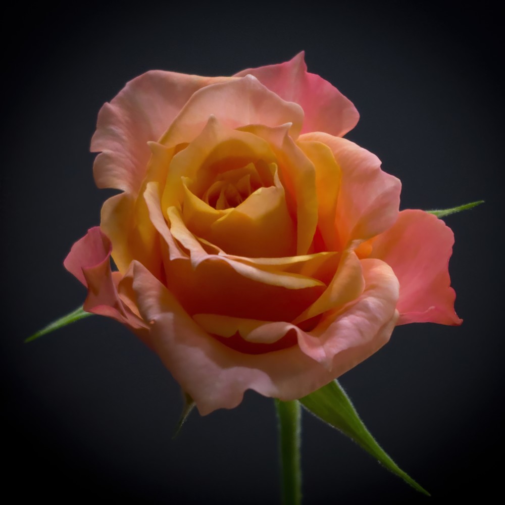 Miniature Rose Photography Art | FocusPro Services, Inc.