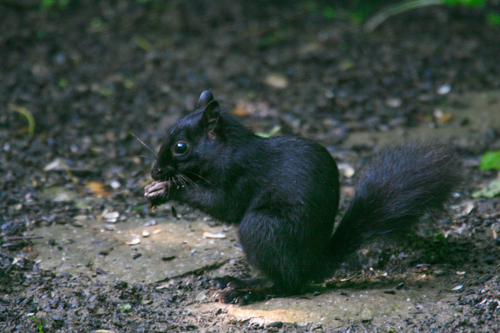  Black Squirrel Mg 0485 Photography Art | White Deer Photography 
