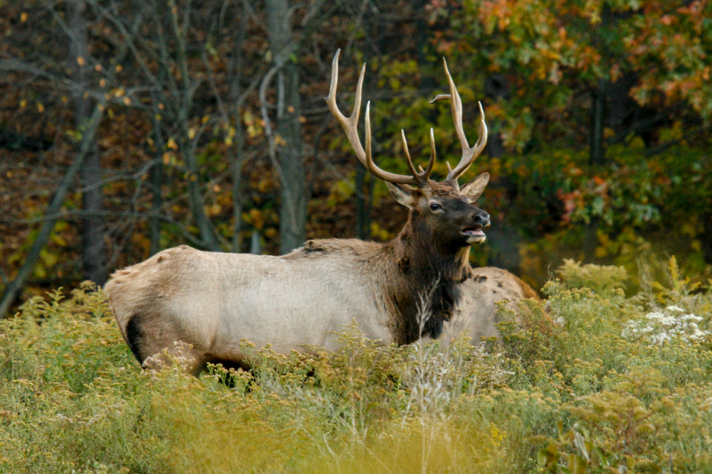  Bull Elk Mg 1807 Photography Art | White Deer Photography 