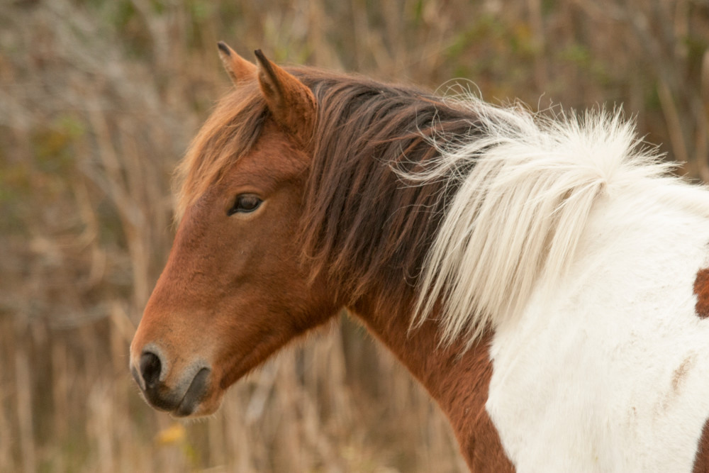 Chincoteague Pony Photography Art | White Deer Photography 