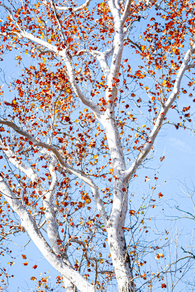 Sycamore Tree  Photography Art | White Deer Photography 