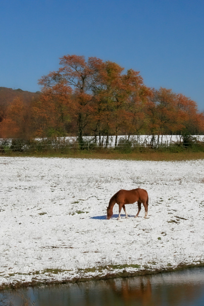 Winter Sorrel Photography Art | White Deer Photography 