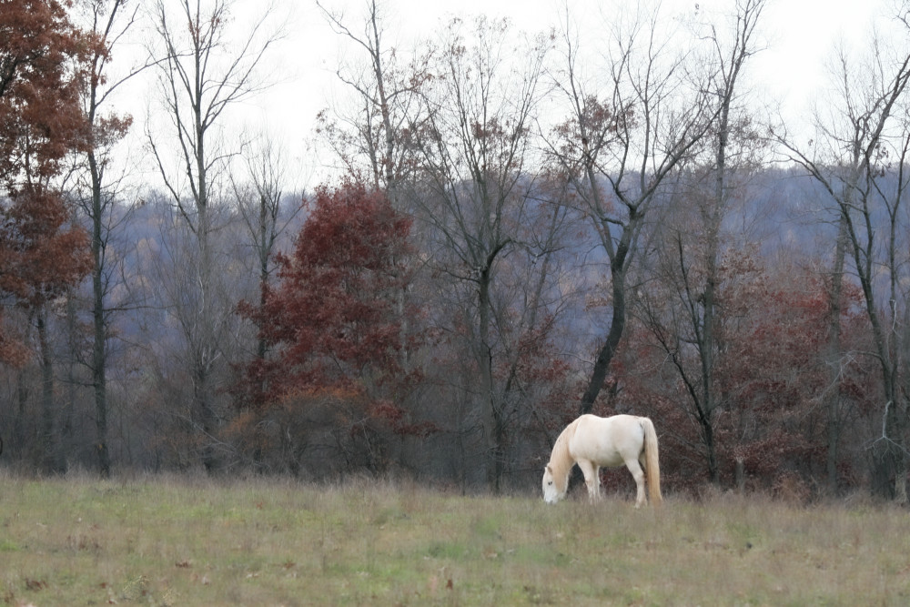 White Pony 2 Photography Art | White Deer Photography 