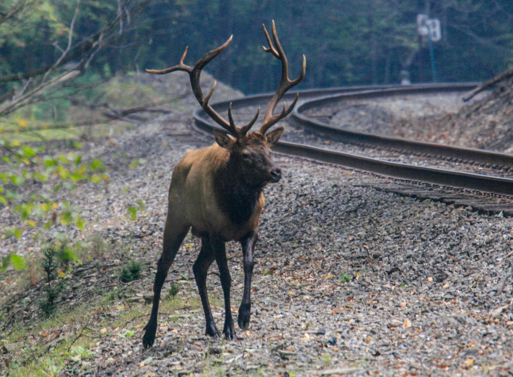 Bull Elk And Tracks Photography Art | White Deer Photography 