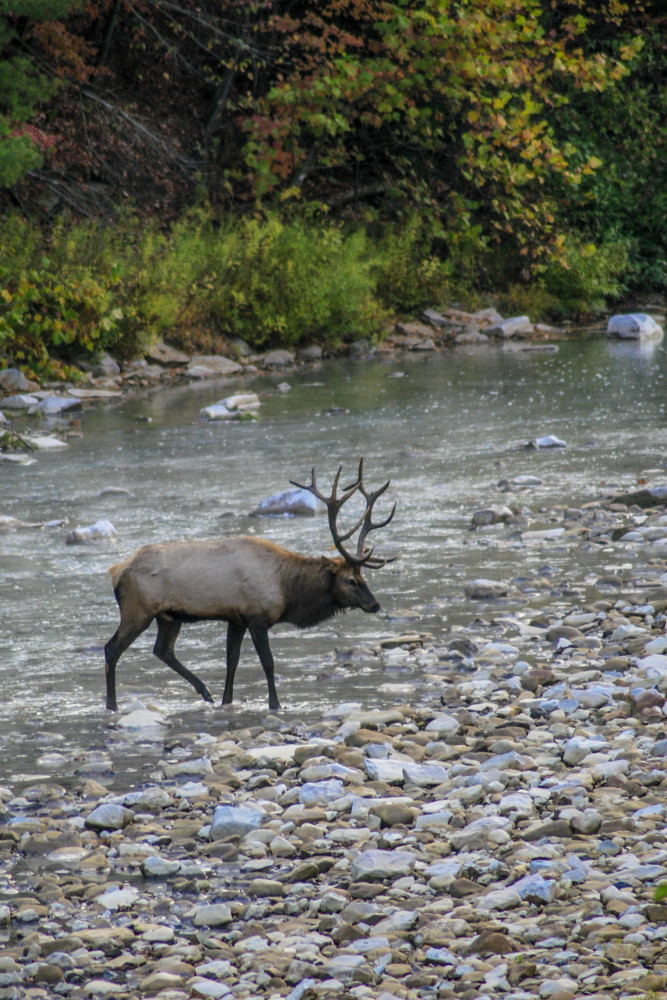 Creekside Walk Photography Art | White Deer Photography 
