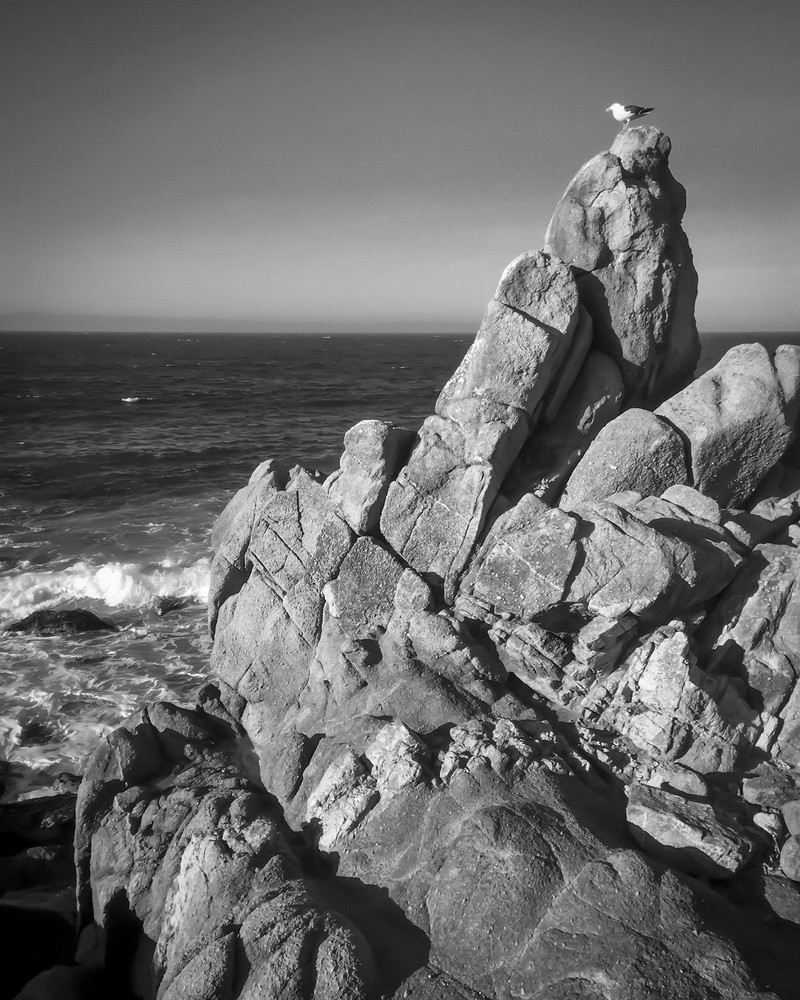 Sentinel, Monterey Bay Art | Patrick Cosgrove Art and Photography