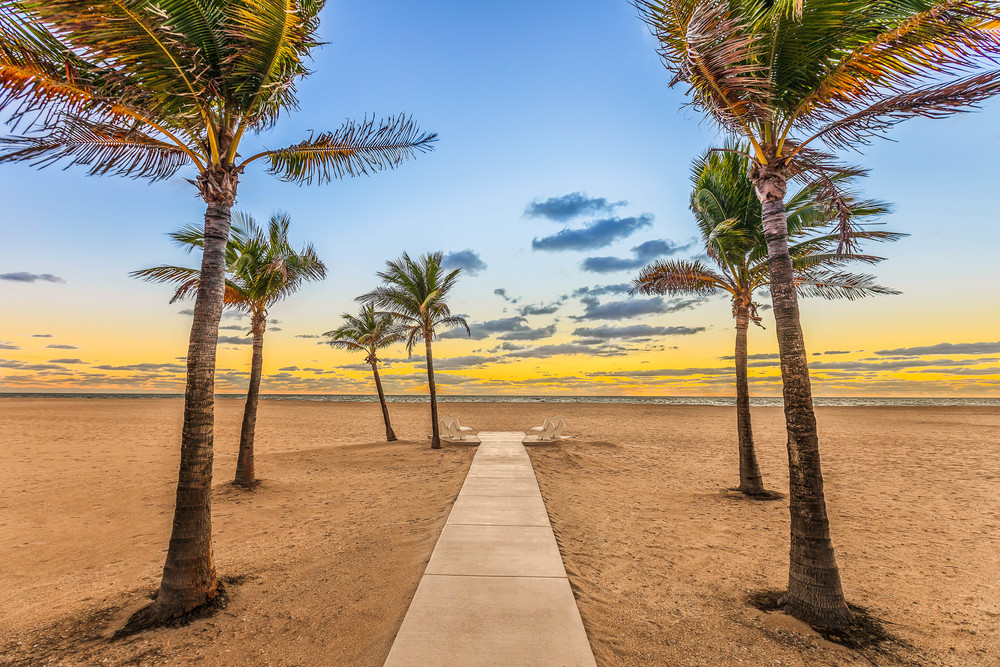 Fort Lauderdale Palms  Photography Art | lawrencemansell