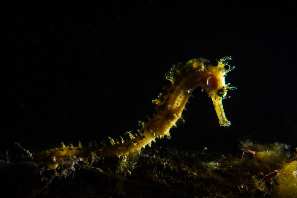 Dramatic lighting on a thorny seahorse is an underwater photograph available as fine art for sale.
