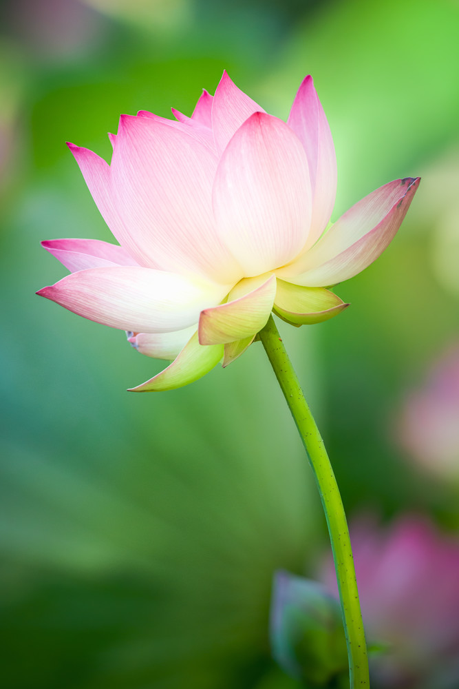 Vertical Pastel Lotus