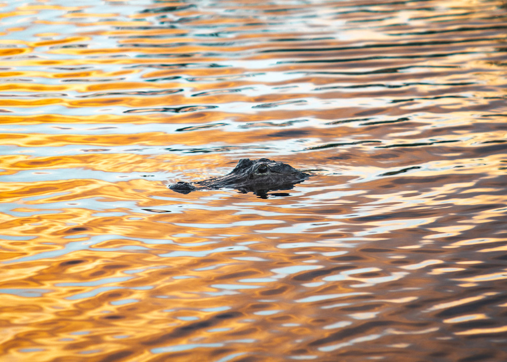 Evening Gator  Photography Art | lawrencemansell