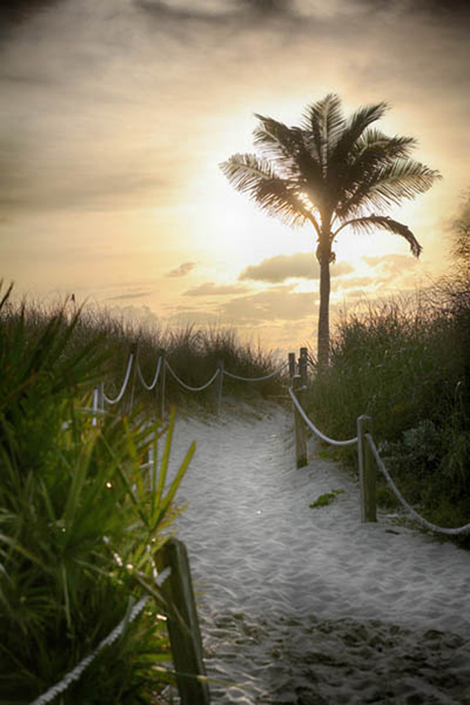 Sunrise Palm Walk I Art | Surface Designed 