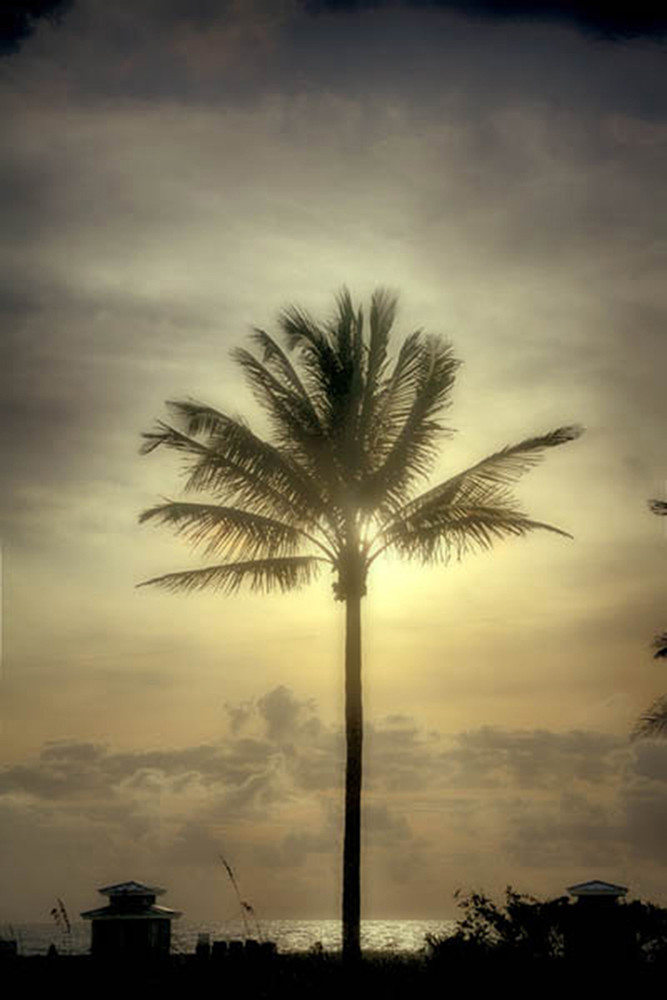 Sunrise Palm Walk Ii Art | Surface Designed 