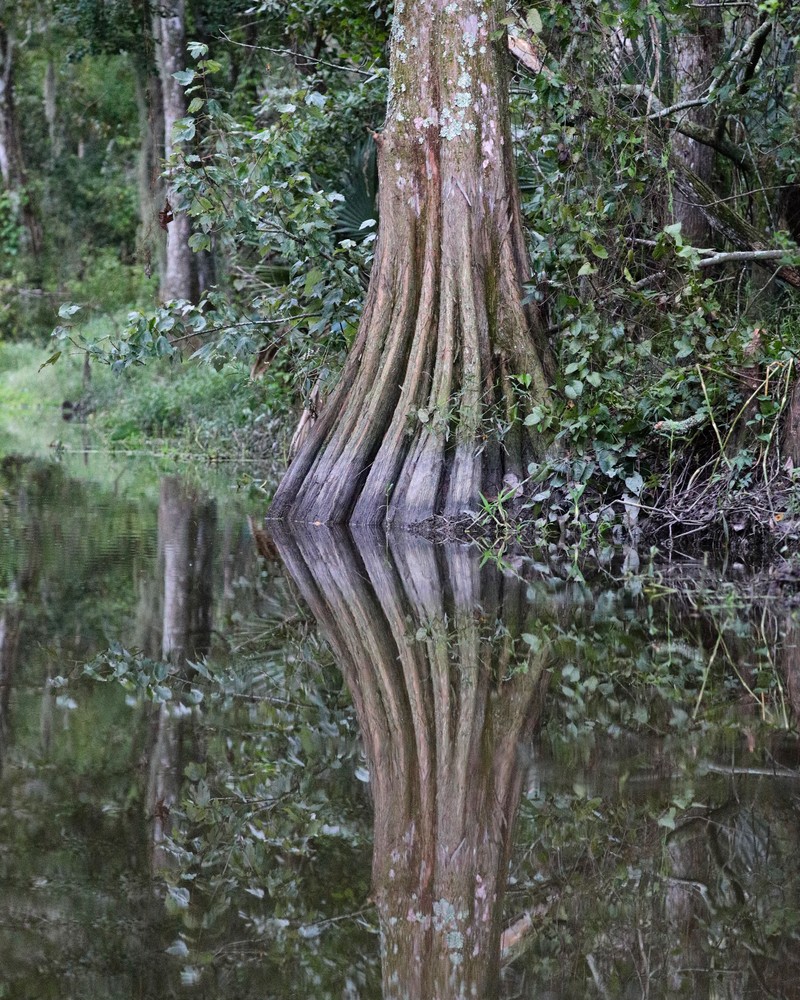 A Mother Cypress Admires Her Reflection Photography Art | Stinky Mud Photography