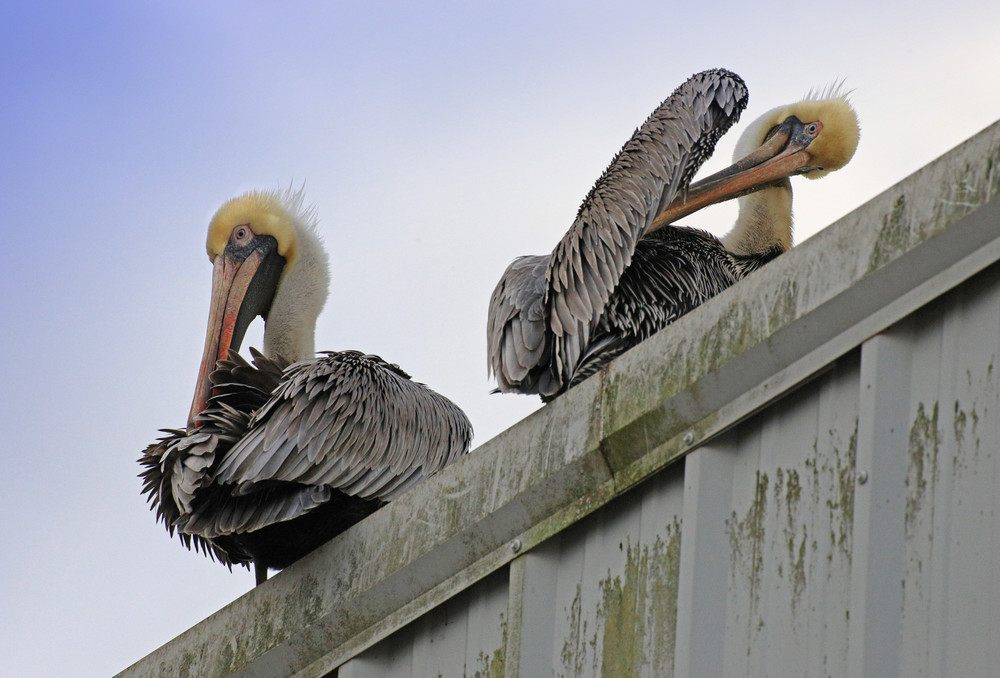 Pelicans Photography Art | Stinky Mud Photography