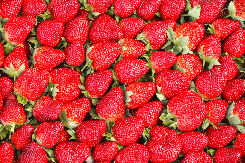 Ponchatoula Strawberries Photography Art | Stinky Mud Photography