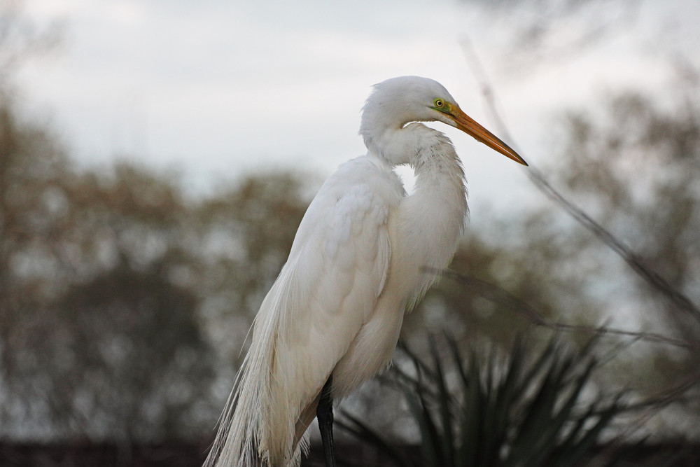 The Great Egret Photography Art | Stinky Mud Photography
