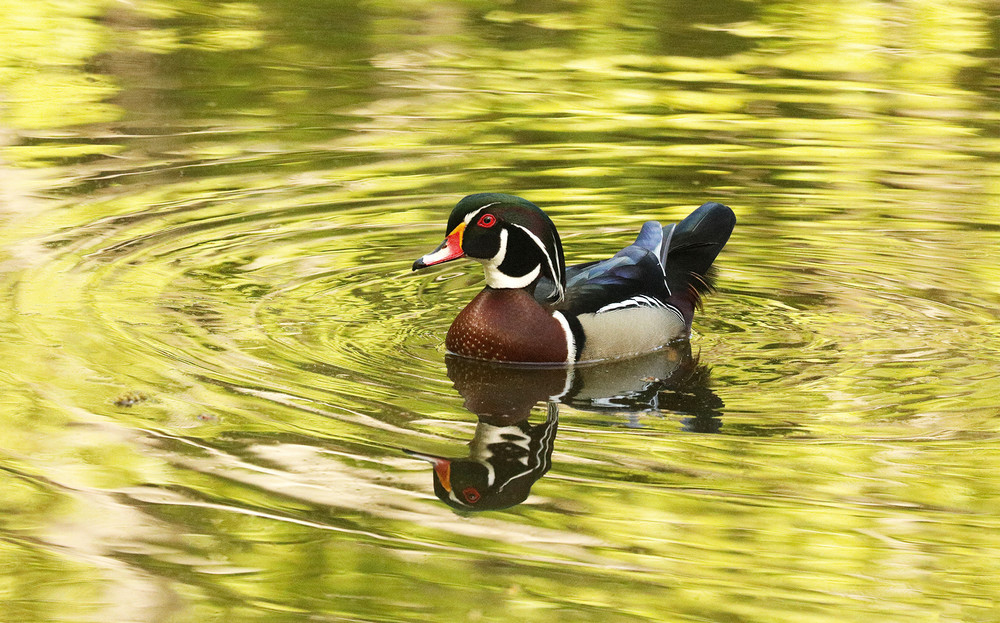 Wood Duck Reflections Photography Art | Stinky Mud Photography