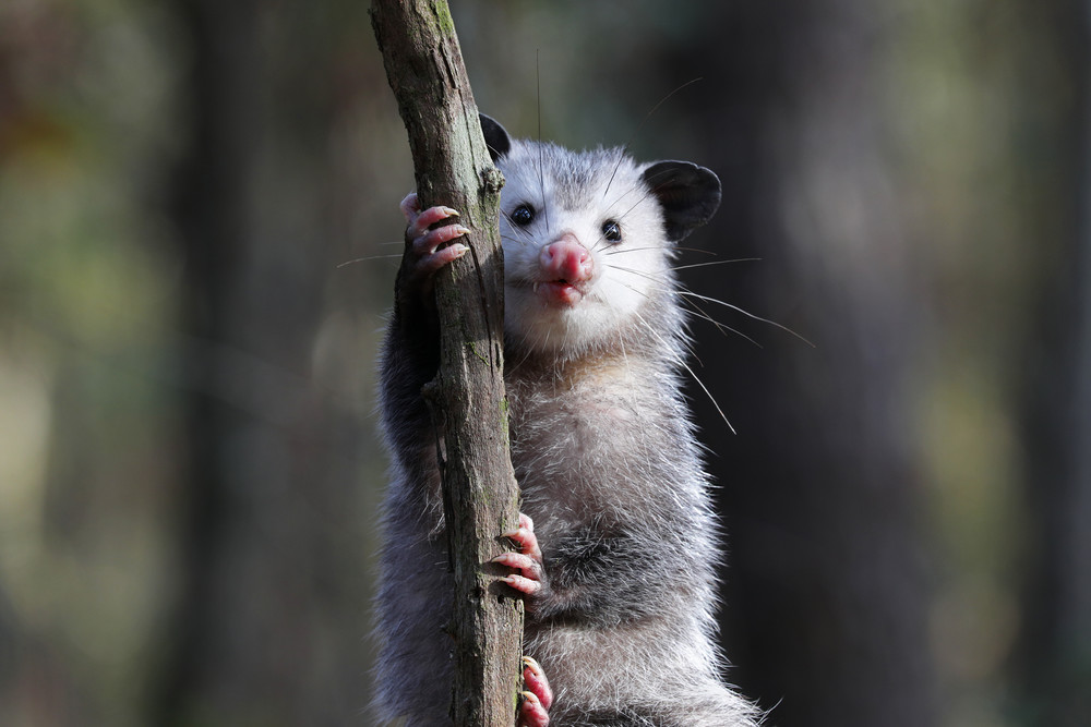 The Photogenic Opossum Photography Art | Stinky Mud Photography