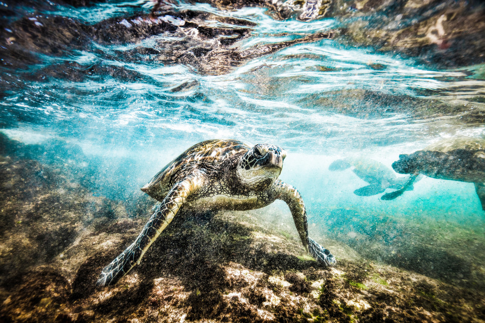 Topsail Island Sea Turtle Photography