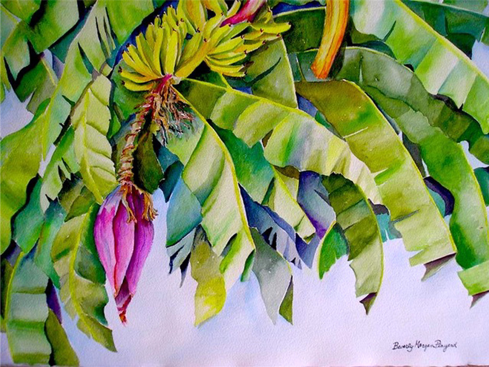 Banana Tree, From an Original Watercolor Painting