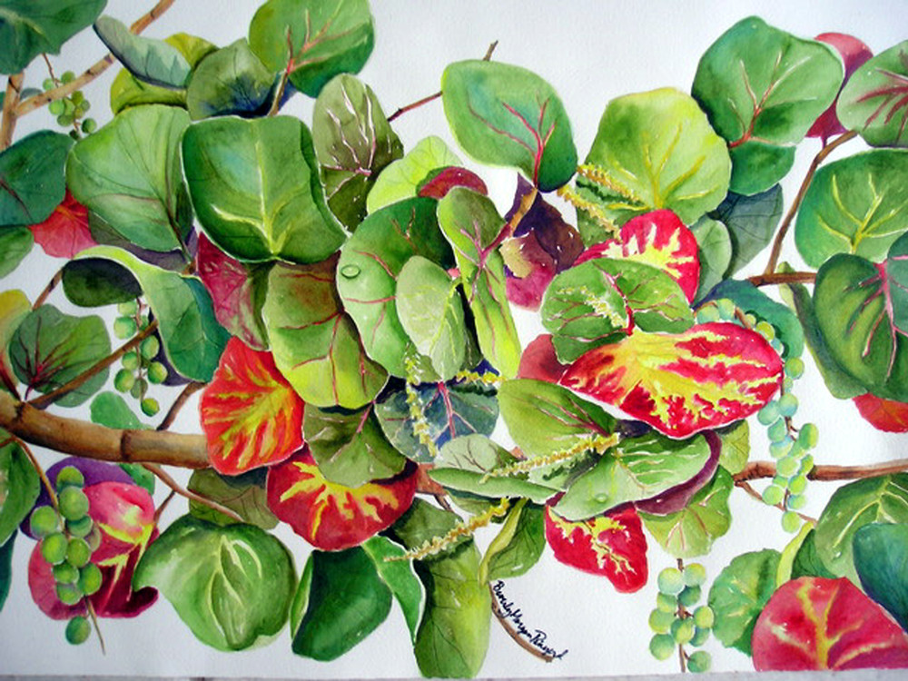 Fall Sea Grapes, From an Original Watercolor Painting