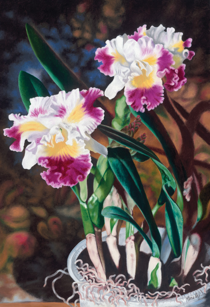 Potted Orchids   Prints Art | Mercedes Fine Art