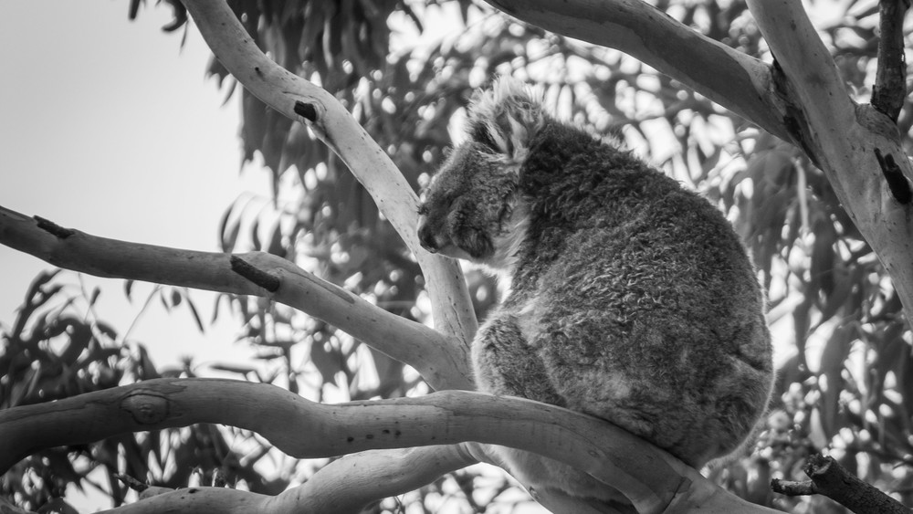 S00 A8889 Photography Art | Captured Adventure Photography