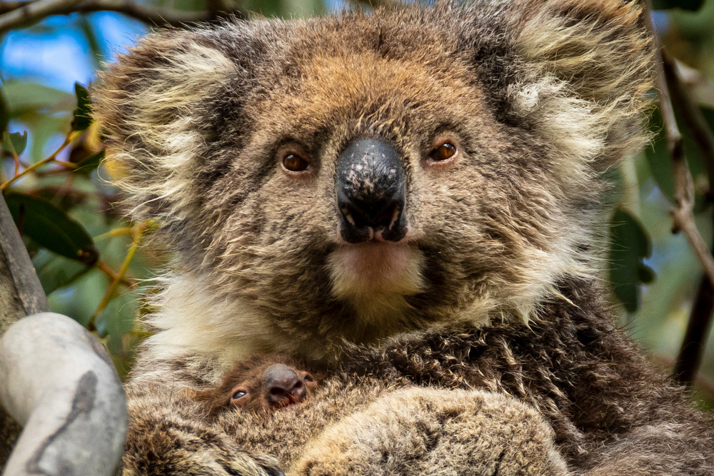 S00 A9065 Photography Art | Captured Adventure Photography